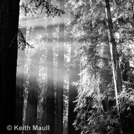 Redwoods in Morning Light
