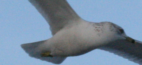 Noisy Image Example @ ISO 1600