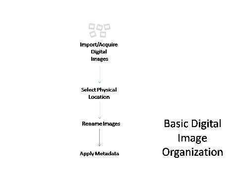 Basic Organization Workflow